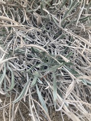 Oreocarya confertiflora