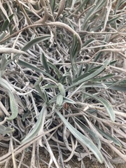 Oreocarya confertiflora