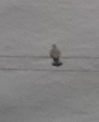 Falco tinnunculus canariensis