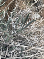 Oreocarya confertiflora
