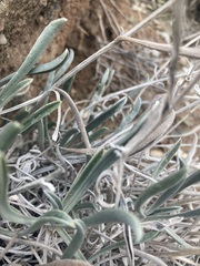 Oreocarya confertiflora