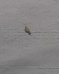 Falco tinnunculus canariensis