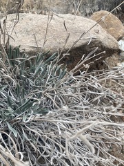 Oreocarya confertiflora