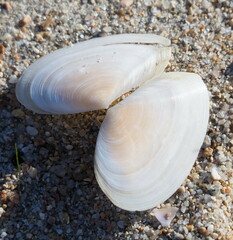 Tellinoidea