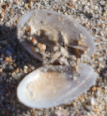 Tellinoidea