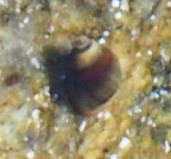 Melarhaphe neritoides