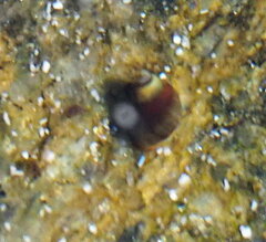 Melarhaphe neritoides