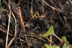 Macrotyphula fistulosa