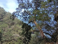 Calocedrus formosana