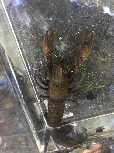 Hardin Crayfish (Faxonius wrighti) · iNaturalist