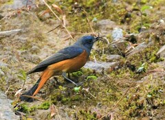 Phoenicurus frontalis