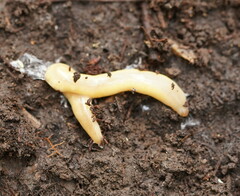 Argonemertes australiensis