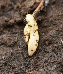 Argonemertes australiensis