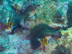 Amphiprion akindynos