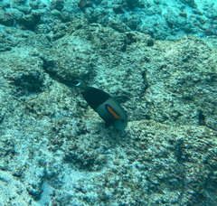 Acanthurus olivaceus