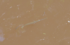 Zenarchopterus buffonis