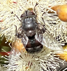 Rutilia