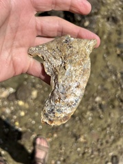Malleus meridianus