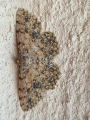 Thallogama pansticta