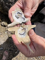 Malleus meridianus