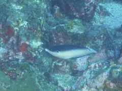 Anampses neoguinaicus