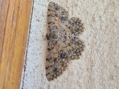 Thallogama pansticta