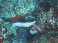 Anampses neoguinaicus