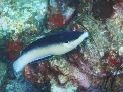 Anampses neoguinaicus
