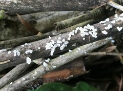 Calyptella longipes