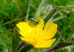 Cryptocephalus sericeus