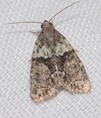 Cryphia pallida
