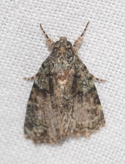 Cryphia pallida
