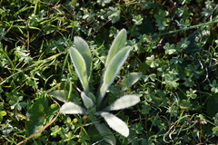 Stachys byzantina
