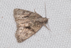 Cryphia pallida
