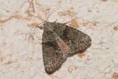 Cryphia pallida