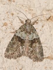 Cryphia pallida