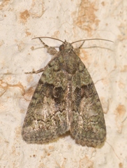 Cryphia pallida