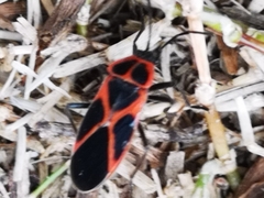 Tropidothorax leucopterus