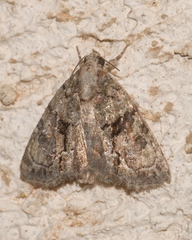 Cryphia pallida