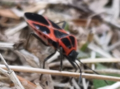 Tropidothorax leucopterus