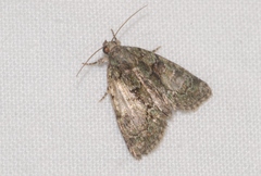 Cryphia pallida