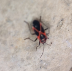 Tropidothorax leucopterus