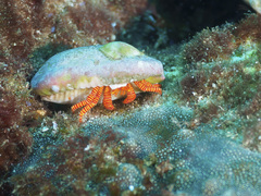 Ciliopagurus strigatus