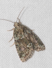 Cryphia pallida