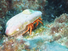 Ciliopagurus strigatus