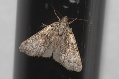 Cryphia pallida