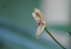 Maxillaria lineolata