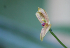 Maxillaria lineolata