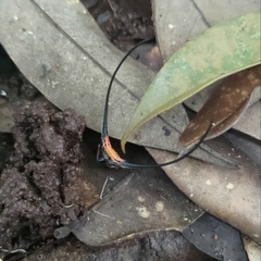 Macracantha arcuata