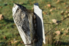 Otala punctata